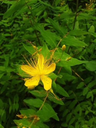 Hypericum hircinum