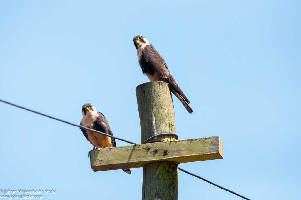 Aplomado Falcon from Pueb San Lorenzo de Huachupampa, San Lorenzo de ...