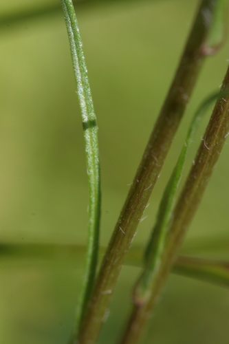 Karčioji Šiušelė nuotrauka