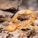 Common Yellow Scorpion - Photo (c) Javier A. Canteros, all rights reserved, uploaded by Javier A. Canteros