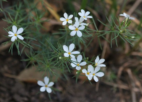 Leptosiphon nuttallii ssp. nuttallii