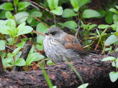 Yellow-eyed Junco