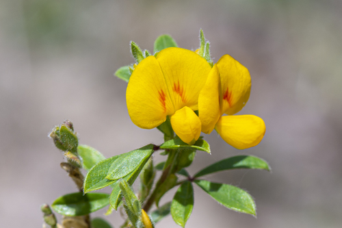 Zornia brasiliensis