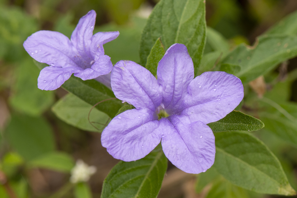 Mexican petunia
