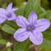 Ruellia bahiensis - Photo 由 Marcelo Maux 所上傳的 (c) Marcelo Maux，保留所有權利
