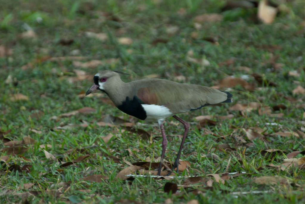 Southern Lapwing from Bonasika / Boerasirie, Essequibo Islands-West ...