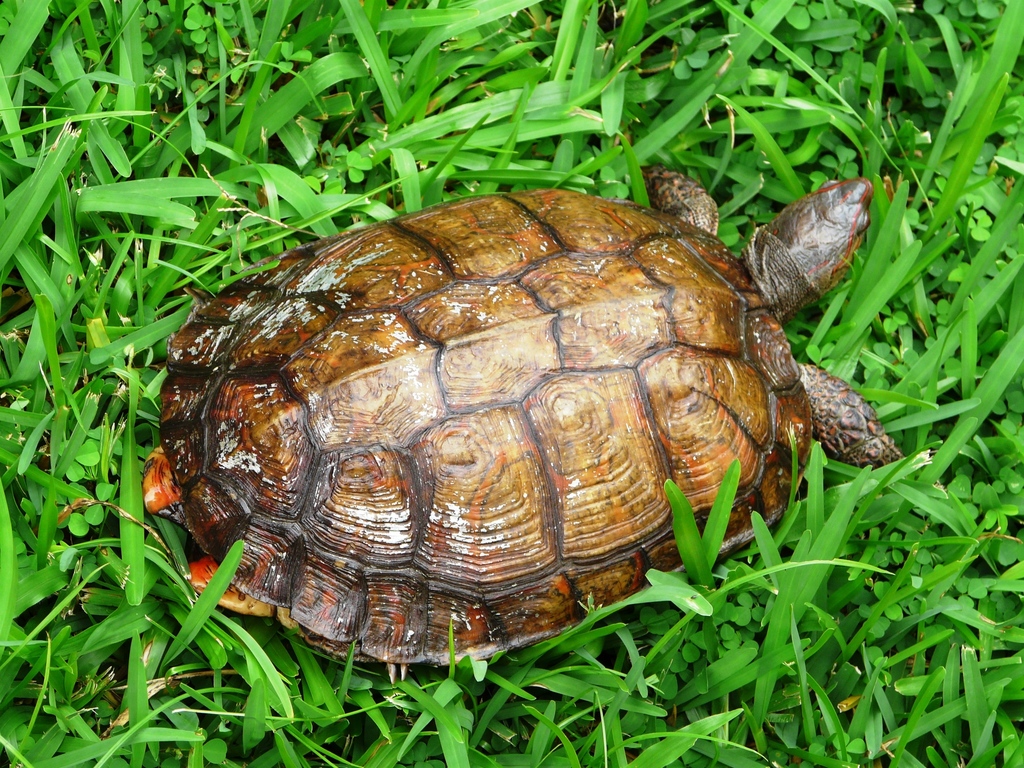 Painted Wood Turtle from Sector 2 Nor-Este, San Pedro Sula, Honduras on ...