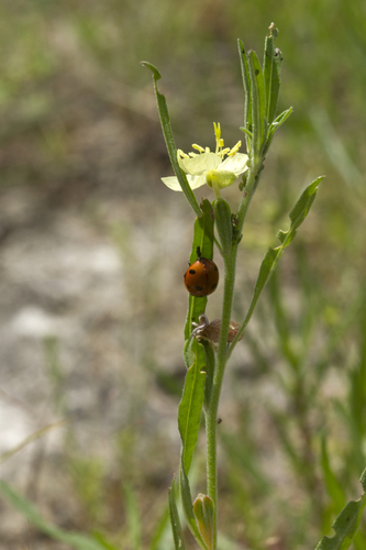 Spach's evening primrose (Oenothera spachiana)