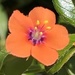 Scarlet Pimpernel - Photo (c) Michael Lacy, all rights reserved, uploaded by Michael Lacy