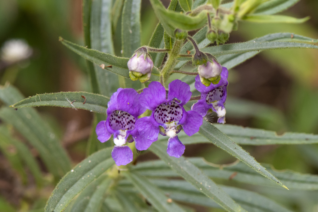 Angelonia biflora (Angelonia biflora)
