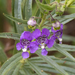Angelonia biflora - Photo (c) Marcelo Maux, all rights reserved, uploaded by Marcelo Maux