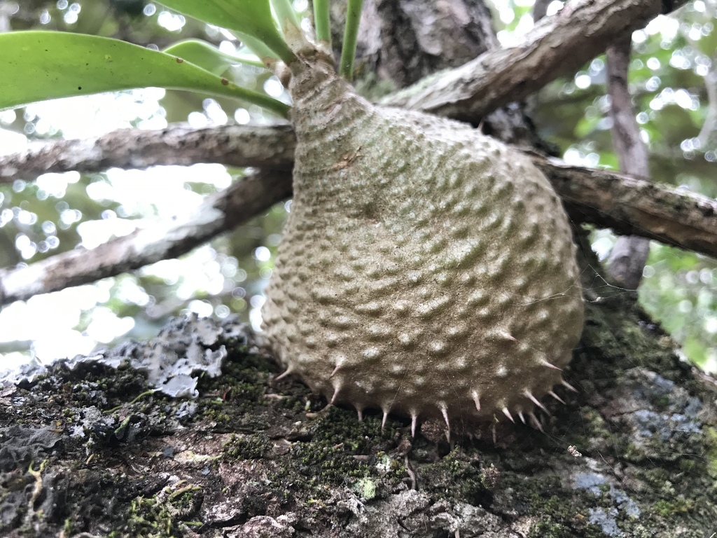 Myrmecodia cf. solomonensis.jpg