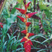 Heliconia pogonantha - Photo (c) Carolina Coronado, todos los derechos reservados, subido por Carolina Coronado