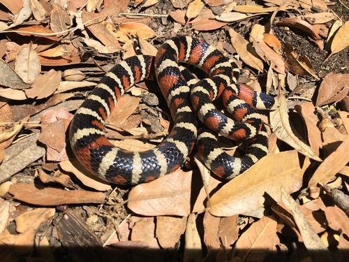 sonoran milksnake