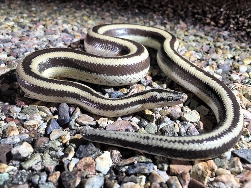 Desert Rosy Boa