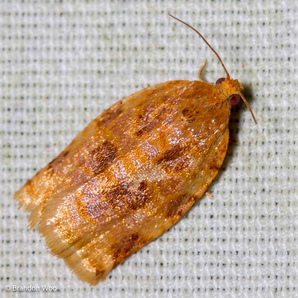 Ugly-nest Caterpillar Moth from Tompkins County, NY, USA on July 18 ...