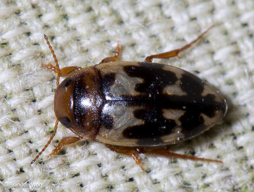Heterosternuta wickhami