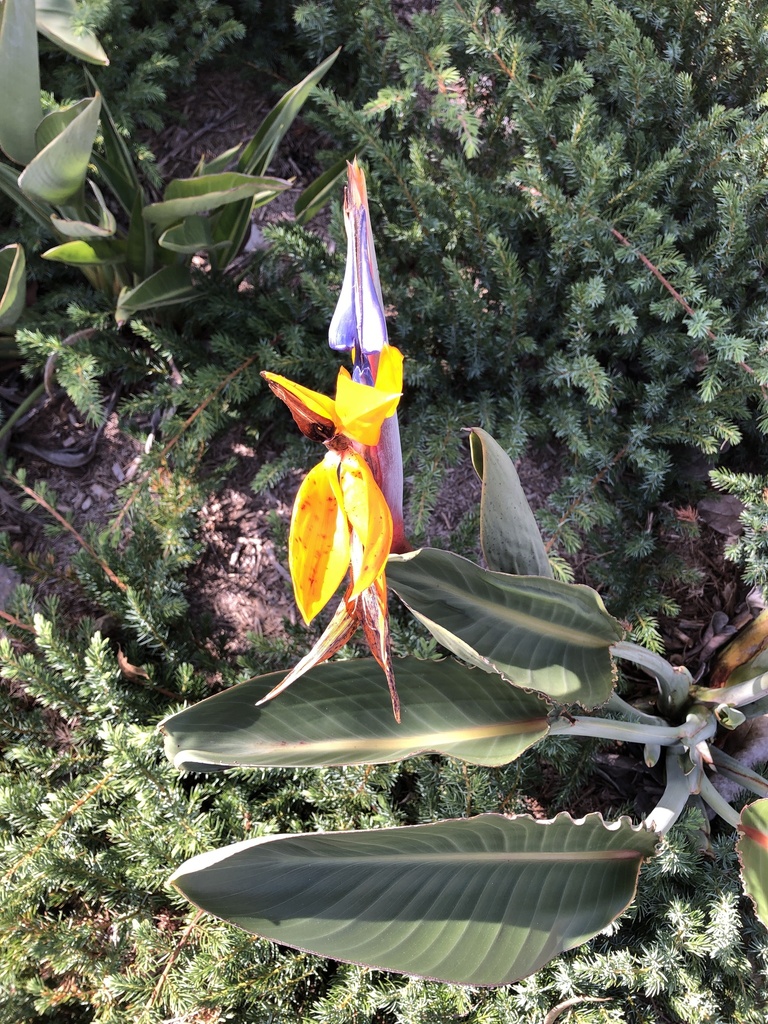 common-bird-of-paradise-flower-from-panorama-drive-carrara-qld-au-on
