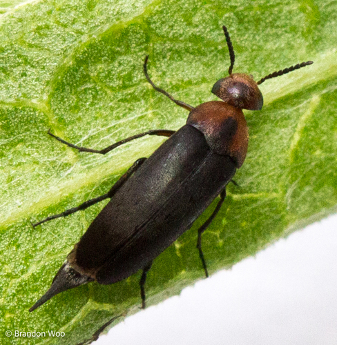 Mordellistena cervicalis LeConte, 1862