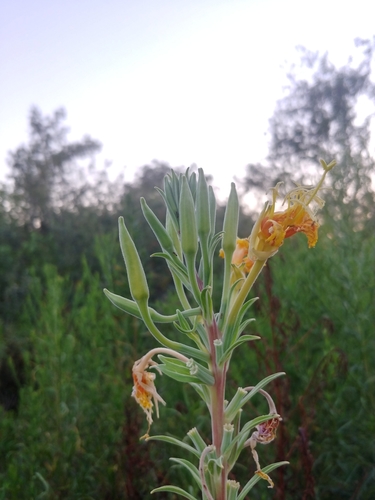 iNaturalist observation photo of tall evening primrose