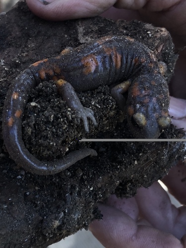 iNaturalist observation photo of Sierra Nevada Ensatina