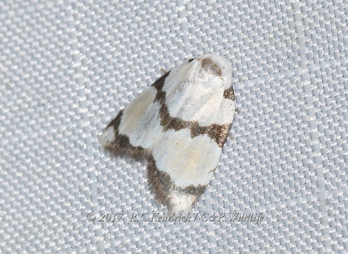 Garudinistis