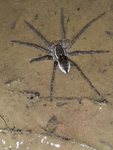 Six-spotted Fishing Spider