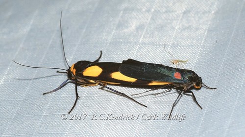 Monosyntaxis holmanhunti Hampson, 1914