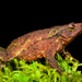 Colombian Beaked Toad - Photo (c) Andrés Mauricio Forero Cano, all rights reserved, uploaded by Andrés Mauricio Forero Cano
