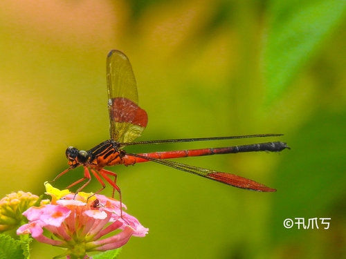 Euphaea cardinalis (Fraser, 1924)
