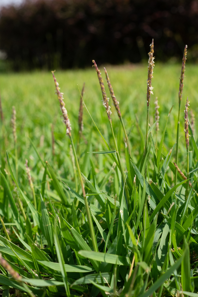 Zoysia sinica (Zoysia sinica)