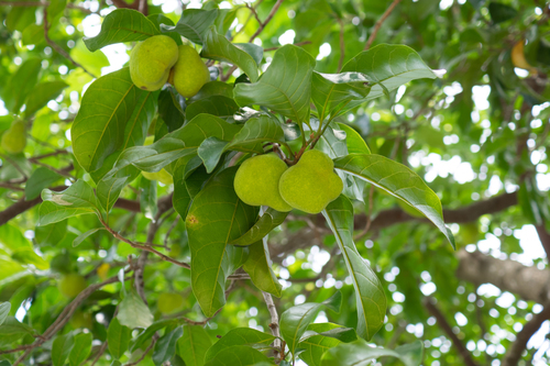 Artocarpus nitidus