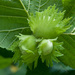 Corylus avellana × maxima - Photo (c) Tig, all rights reserved, uploaded by Tig