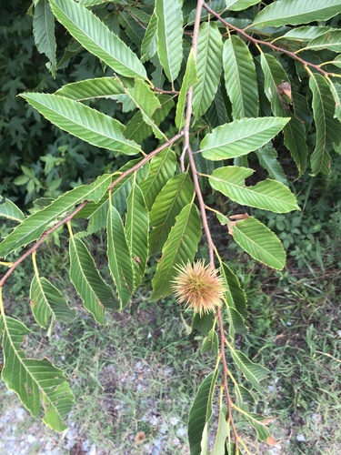 Allegheny Chinquapin