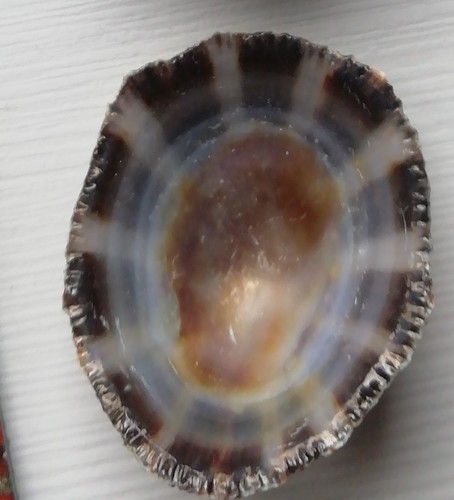 Patella rustica