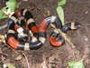 Balsan Coralsnake - Photo (c) Alejandro Mijangos Betanzos, all rights reserved, uploaded by Alejandro Mijangos Betanzos