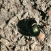 photo of Splendid Earth-boring Beetle (Geotrupes splendidus)