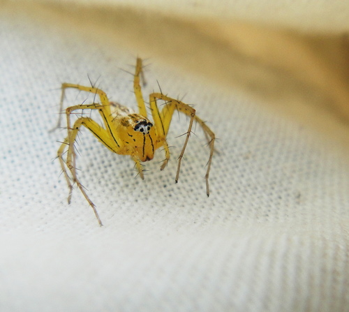 photo of Striped Lynx Spider (Oxyopes salticus)