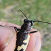 photo of Eastern Sand Tiger Beetle (Cicindela formosa generosa)