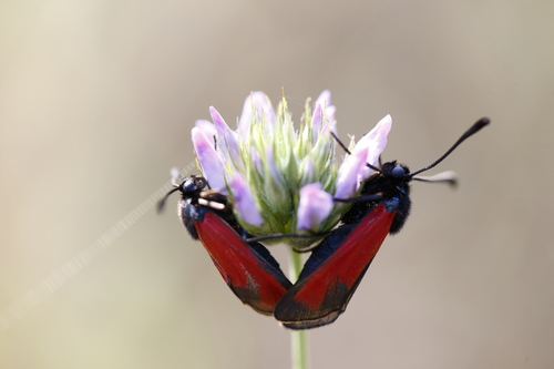 Transparent Burnet