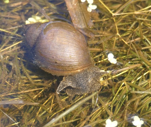Mammoth Lymnaea