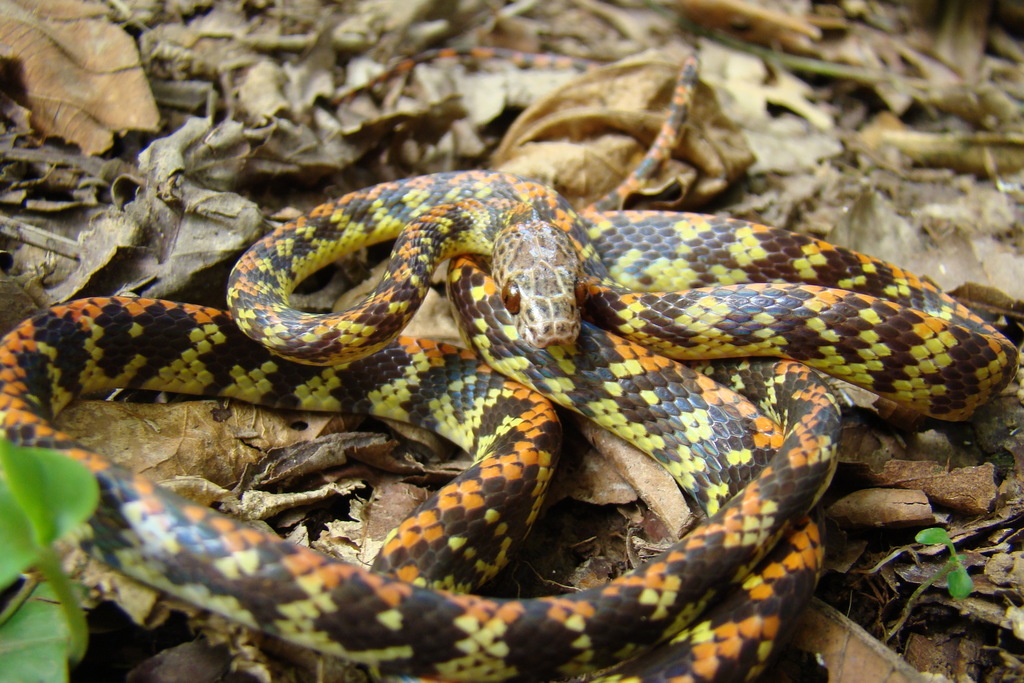 Panama Spotted Night Snake from Francisco de Orellana, Ecuador on ...