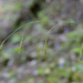 Carex sylvatica sylvatica - Photo (c) williamdomenge9, todos los derechos reservados, subido por williamdomenge9