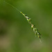 Carex sylvatica sylvatica - Photo (c) williamdomenge9, todos os direitos reservados, uploaded by williamdomenge9