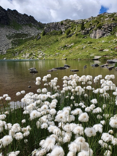 Scheuchzer's cottongrass