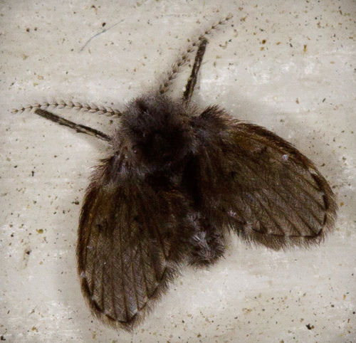 iNaturalist observation photo of Bathroom Moth Fly
