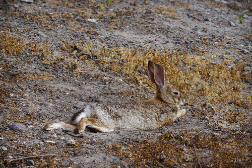 iNaturalist observation photo of Desert Cottontail
