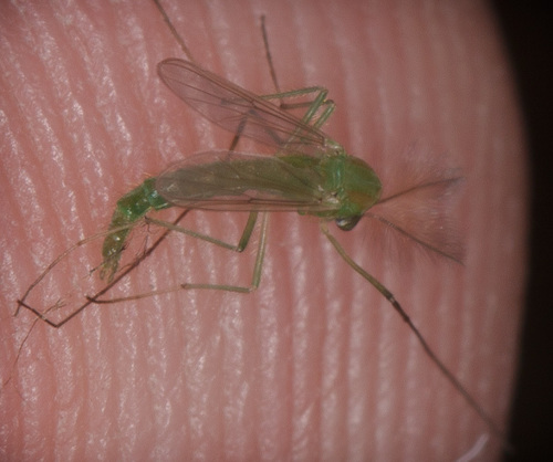 iNaturalist observation photo of Chironomini