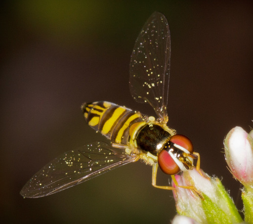 iNaturalist observation photo of Oblique Streaktail