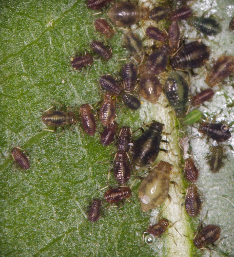 iNaturalist observation photo of Chaitophorus